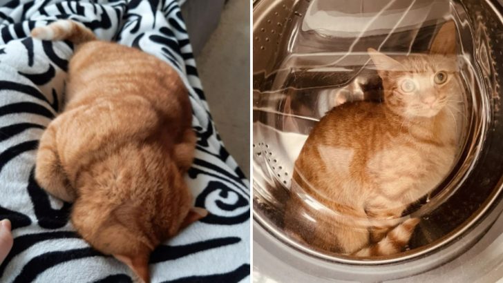 20 Photos That Prove Orange Cats Are The Most Funtastic