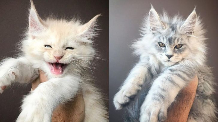 30 Photos Of Maine Coon Kittens That Will Surely Grow Up Into Giants