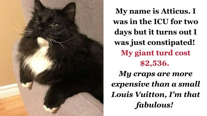 40 Naughty Cats Confessing Their Hilarious Crimes