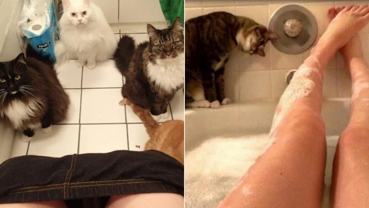 50 Cats Who Don’t Know The Meaning Of Personal Space