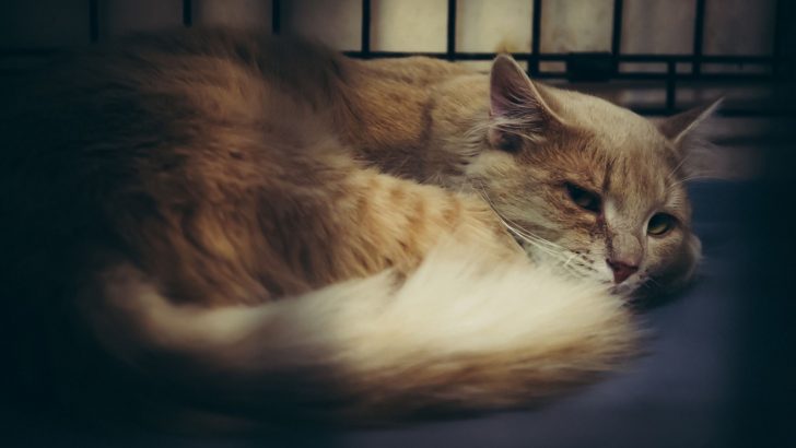 7 Reasons Why You Should Adopt A Shelter Cat