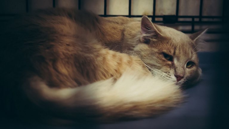 sad shelter cat lies in a crate