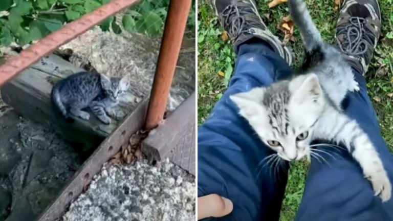 man stumbles upon a tiny kitten while on a hike