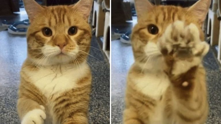 photo of Mayhem the cat waving to everyone who passes by