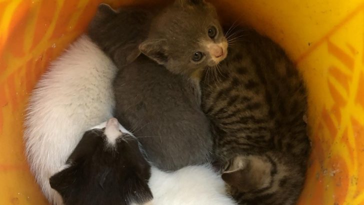 Woman Finds 5 Newborn Feral Kittens And Decides To Adopt Them