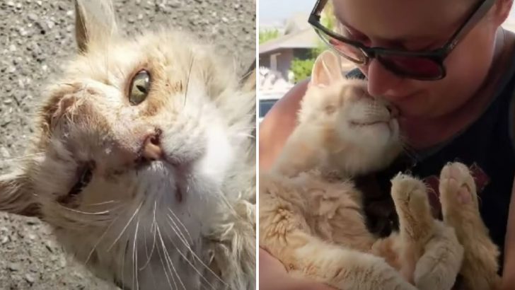 Abandoned Cat Is Adopted And He Can’t Stop Kissing His New Owner