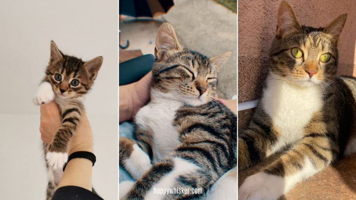 Exploring The Different Stages Of A Cat’s Life