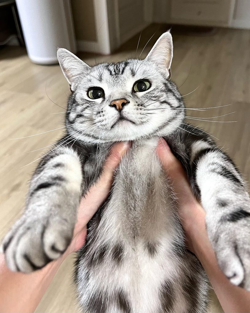 10 Lap Cat Breeds That Are Perfect For Long Cuddles