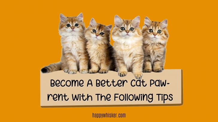Become A Better Cat Paw-rent With The Following Tips