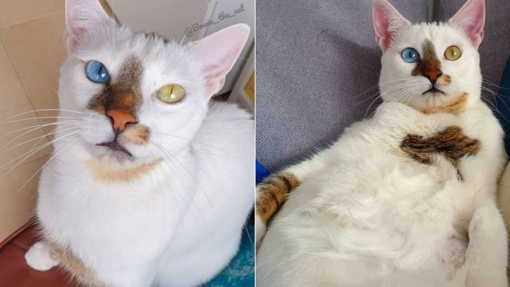Bowie The Cat Steals Hearts With His Different-Colored Eyes