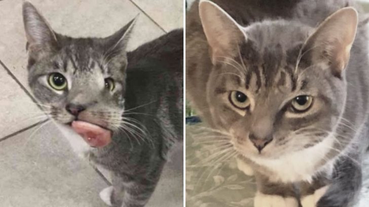 Fearless Cat With A Face Tumor Winds Up At Unwanted NYC Pets