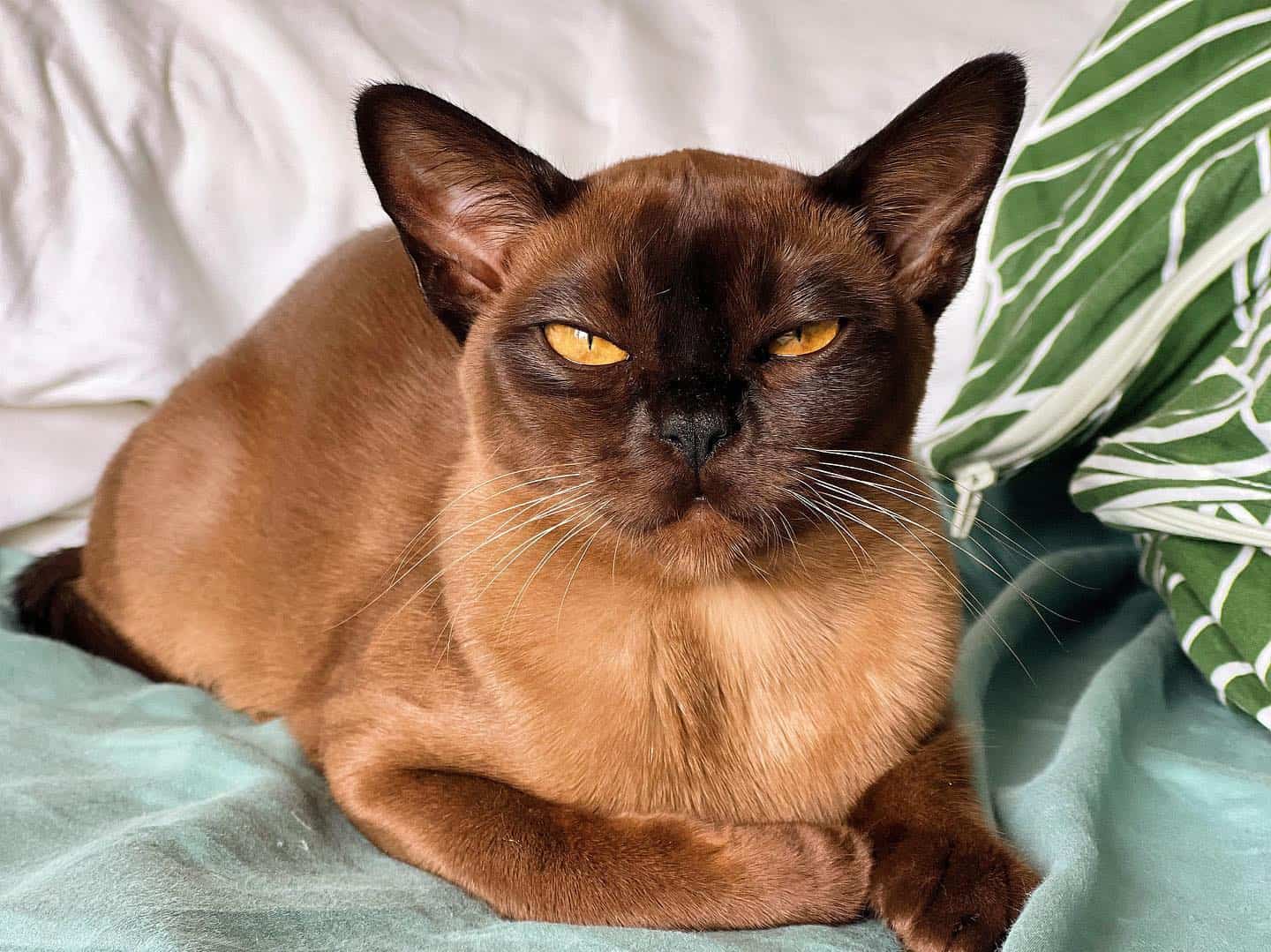 Burmese Cat