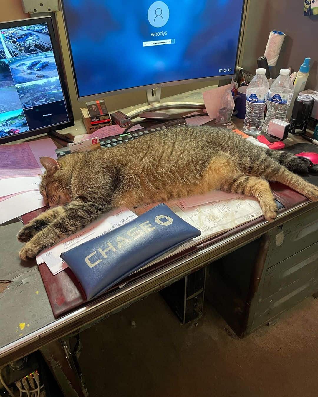 Buster sleeping on a desk at work