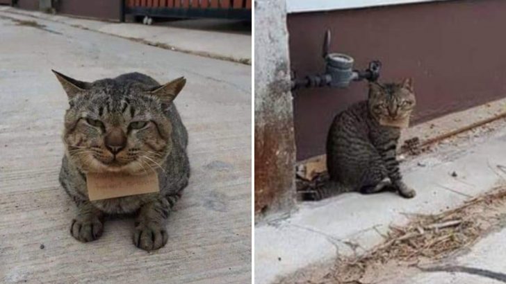 Cat Comes Home From Adventure With A “Receipt” For Three Fish Around His Neck