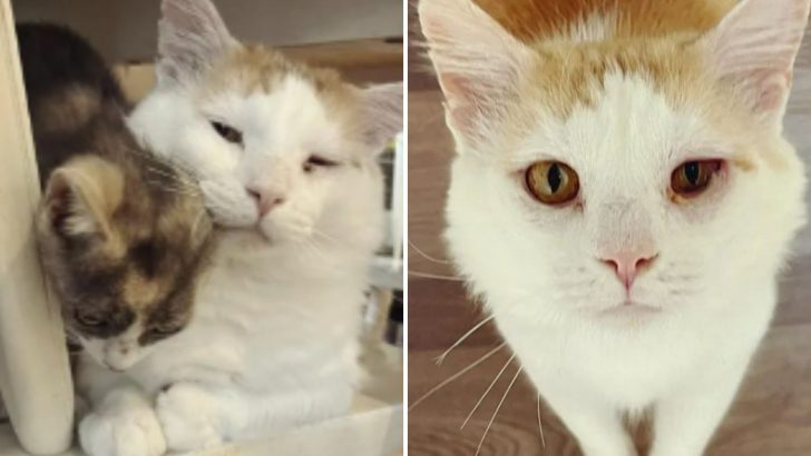 Cat Makes Amazing Transformation And Becomes A Full-Time Cat Sitter After Getting A New Chance