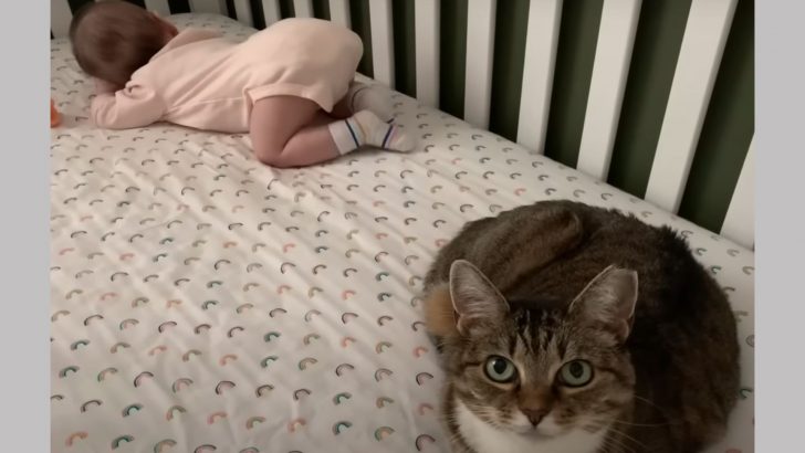 Cat Meets Baby For The First Time And Her Reaction Is Adorable