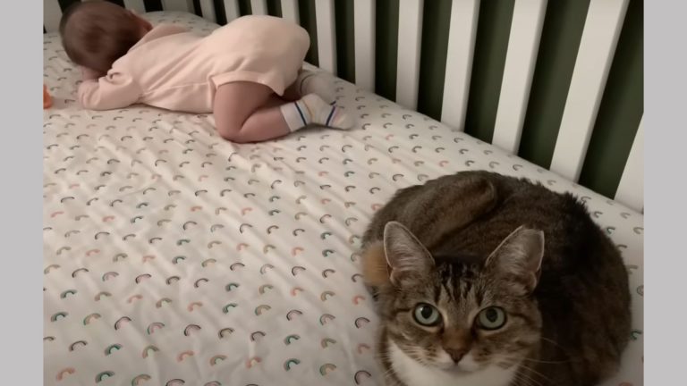 cat with baby