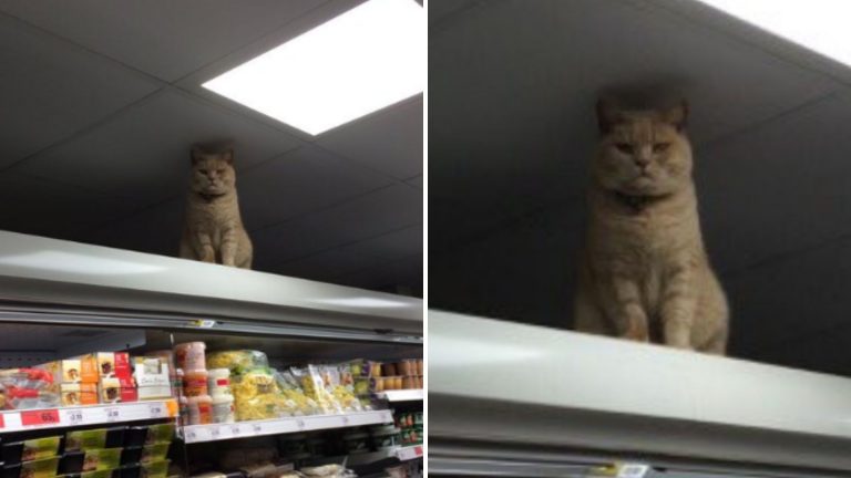 the cat is standing on the shelves in the supermarket