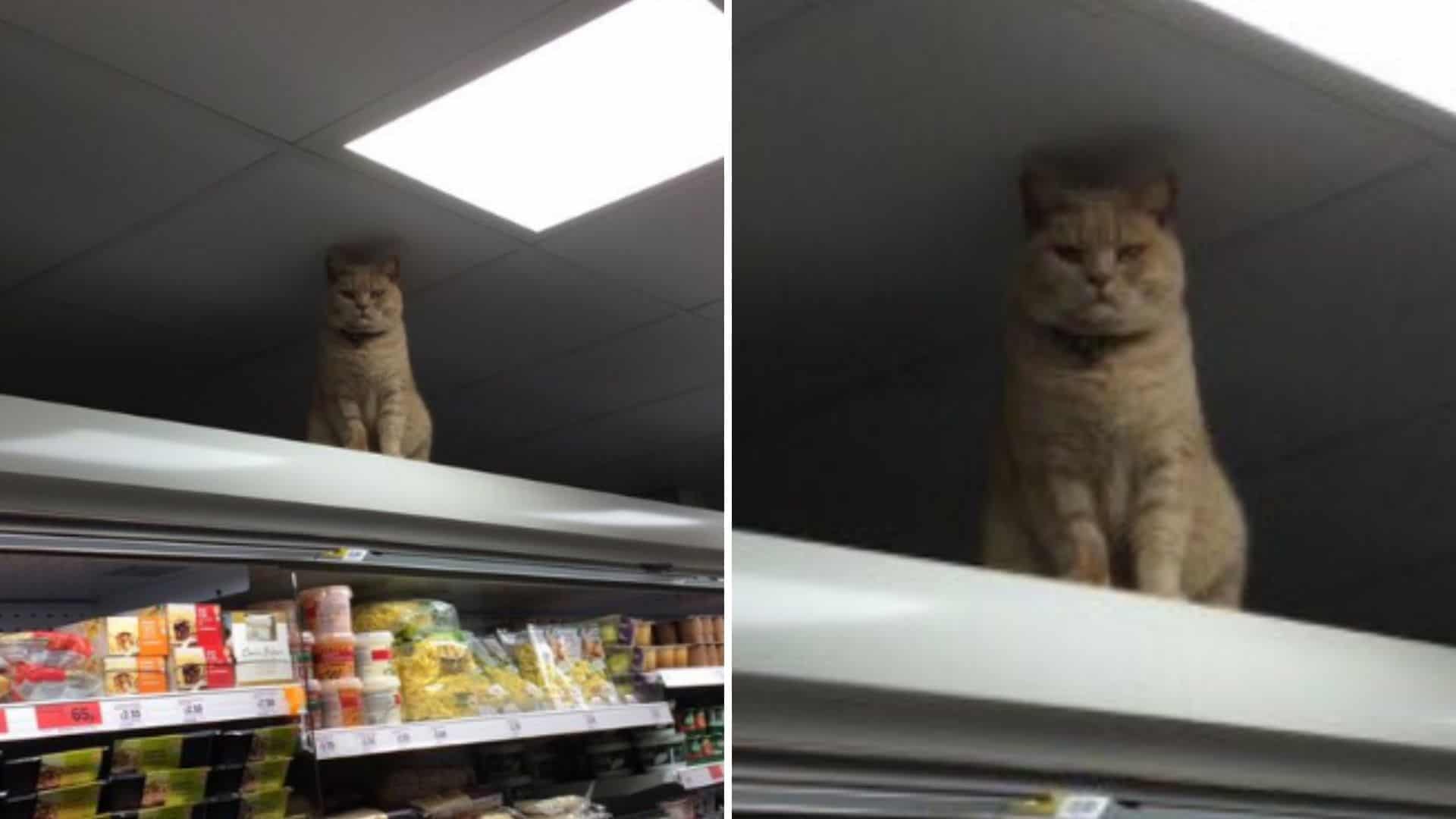 the cat is standing on the shelves in the supermarket