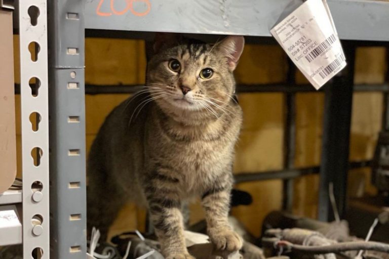 photo of Buster, a stray cat that works at a car shop and greets the customers