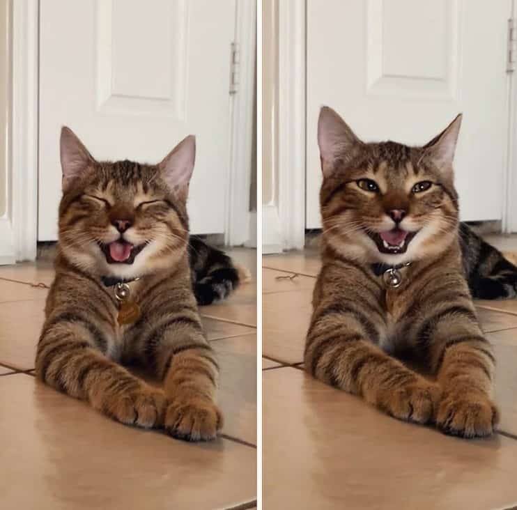 Chestnut is the happiest cat you’ve ever seen