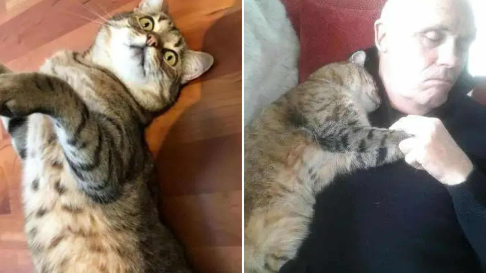 Dad Recovering From Surgery Wakes Up To Find A Random Cat Snuck Into ...