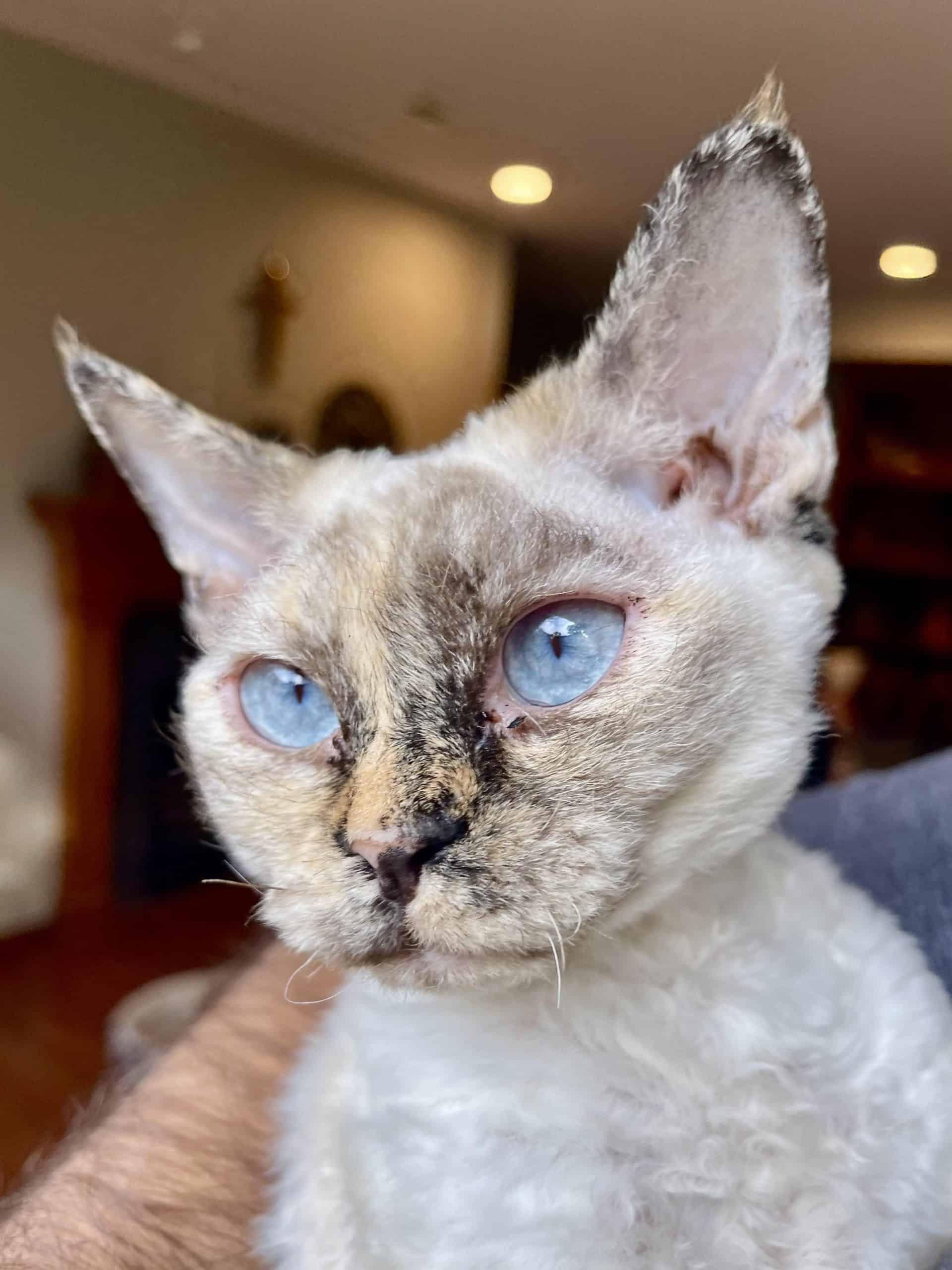 Devon Rex cat