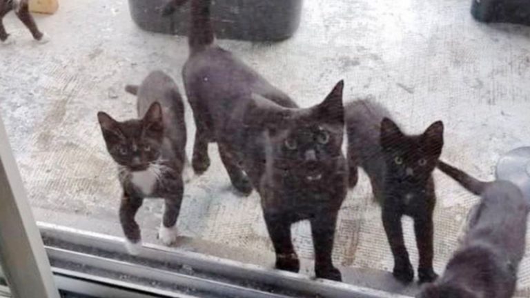 wild cats outside the window