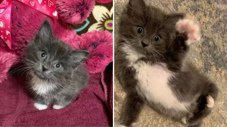Fluffy Kitten With Twisted Legs Captivates Hearts Of Many People And Finds A Loving Home