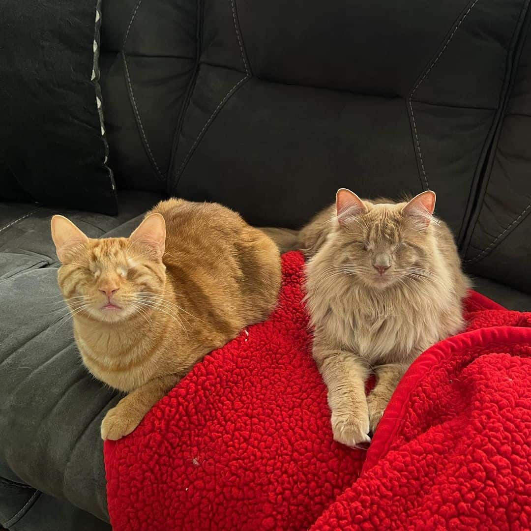 George and Hammy sitting on a red blanket