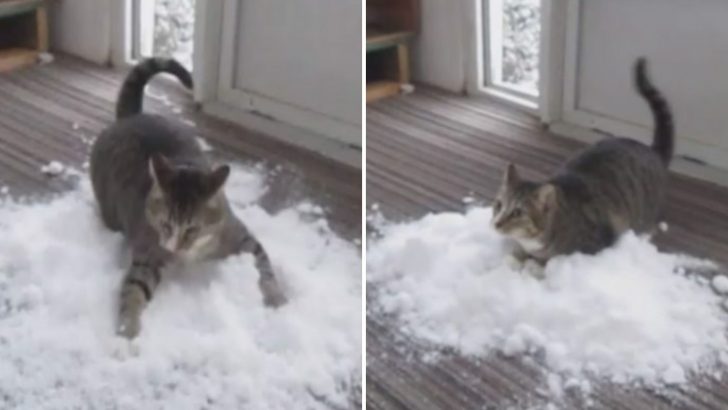 Indoor Cat Is So Obsessed With Snow That His Family Brings It Inside For Him