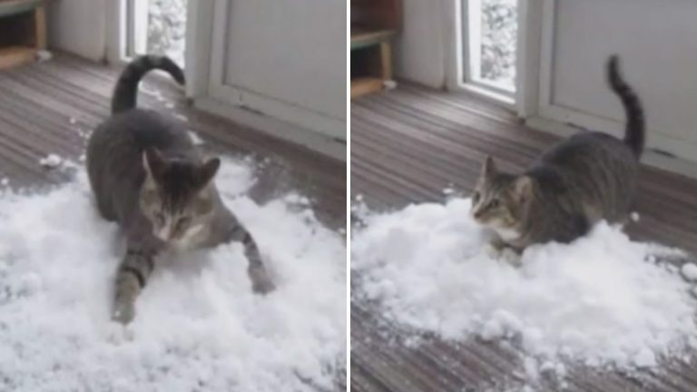 indoor cat is obsessed with snow