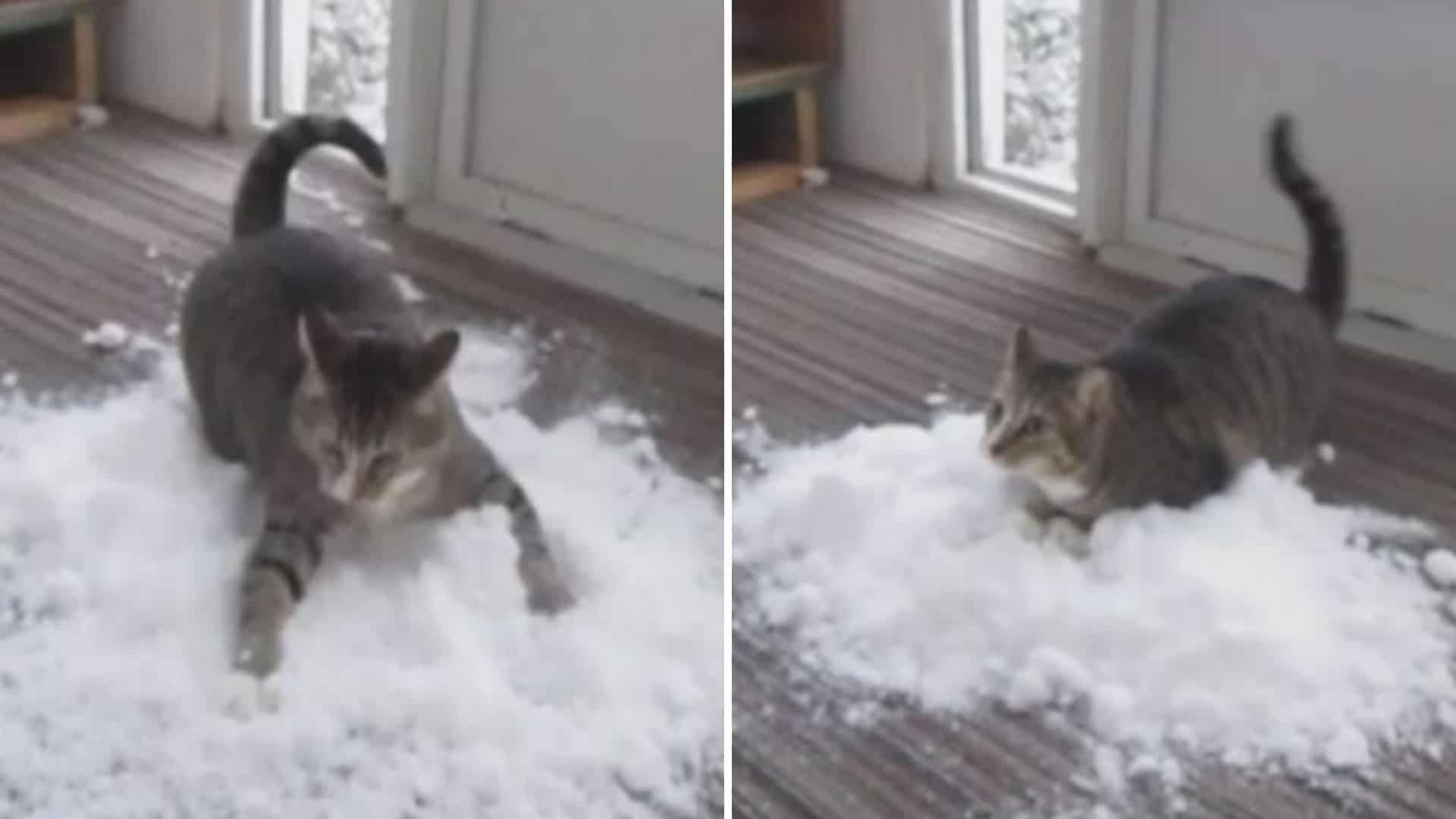 indoor cat is obsessed with snow