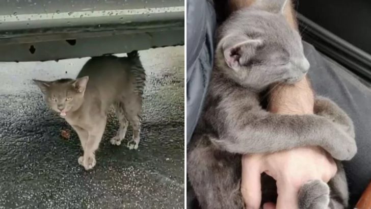 Man Helps Little Gray Kitten Who Refuses To Leave His Side And Forms An Unbreakable Bond