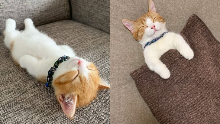 Tiny Kitten Sleeping Like A Human Took Instagram By Storm