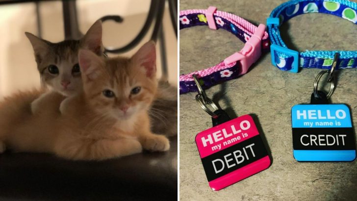 Meet Debit And Credit, Two Office Kittens That Went Viral When A Company “Hired” Them