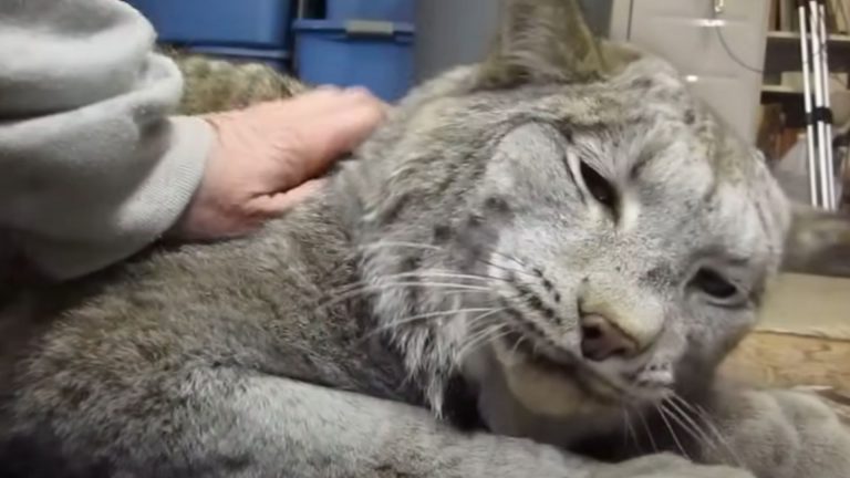 big grey cat