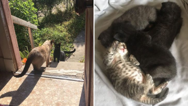 Pregnant Stray Cat Asks To Get In The House To Deliver Her Kittens