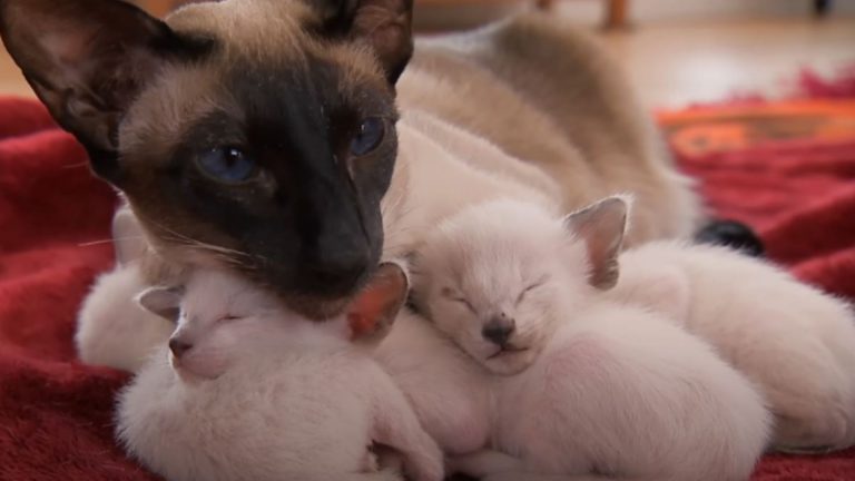 siamese mother with kittens