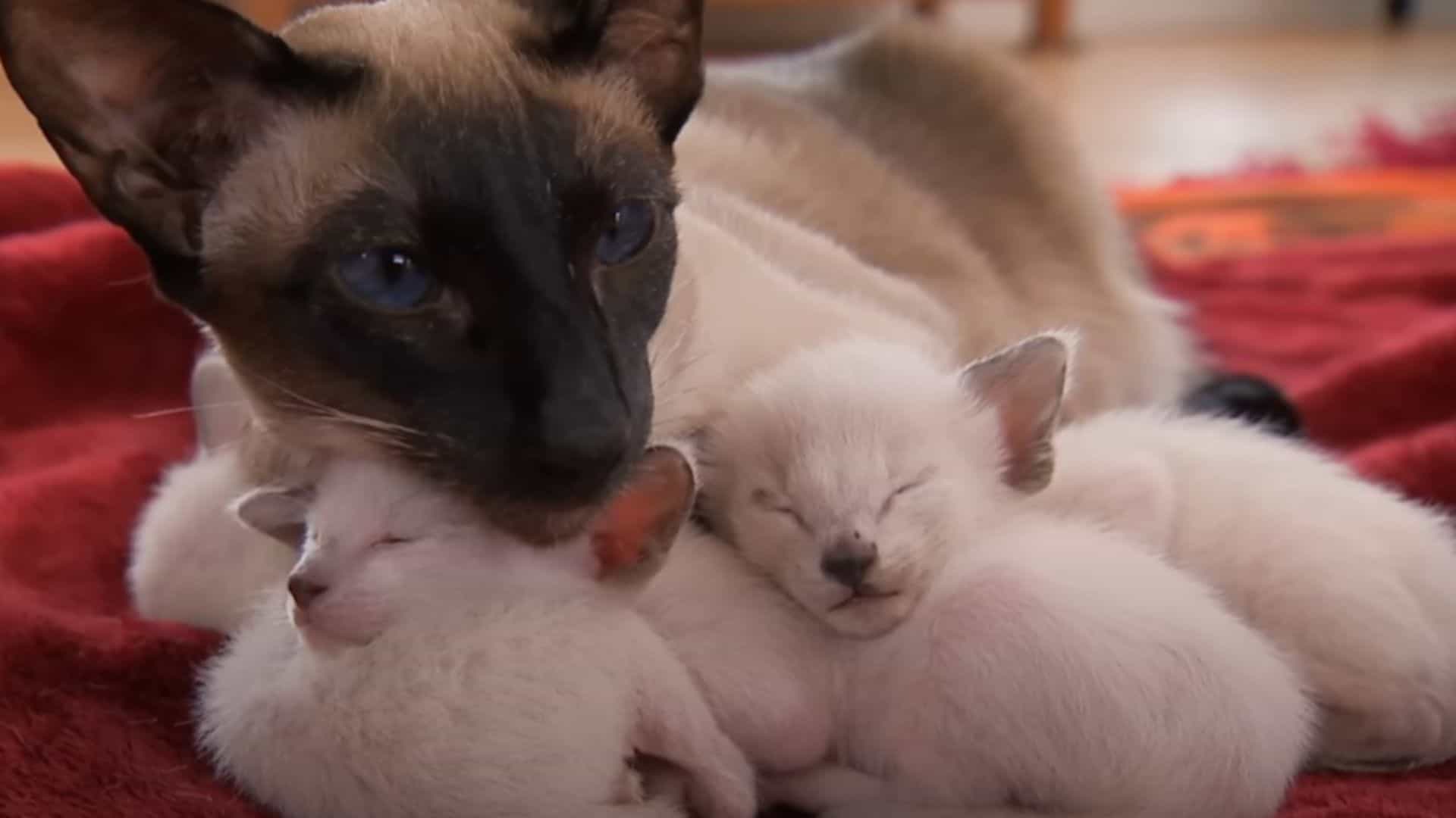siamese mother with kittens