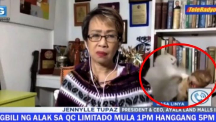 Reporter Tries To Stay Cool While Her Two Cats Fight Behind Her During Live TV Interview (VIDEO)