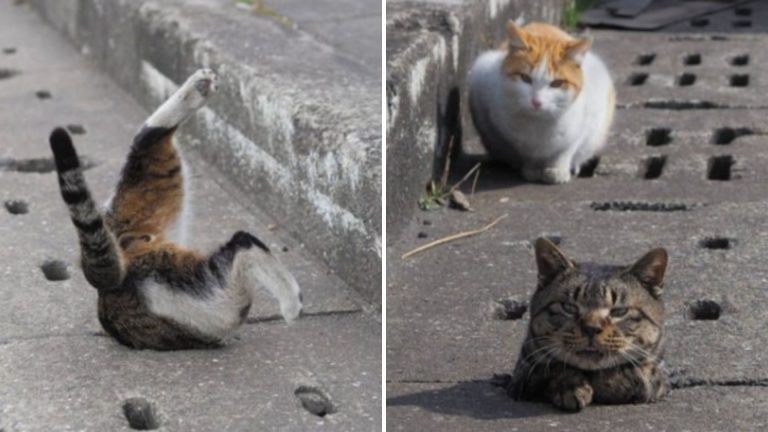 stray cats having the time of their lives