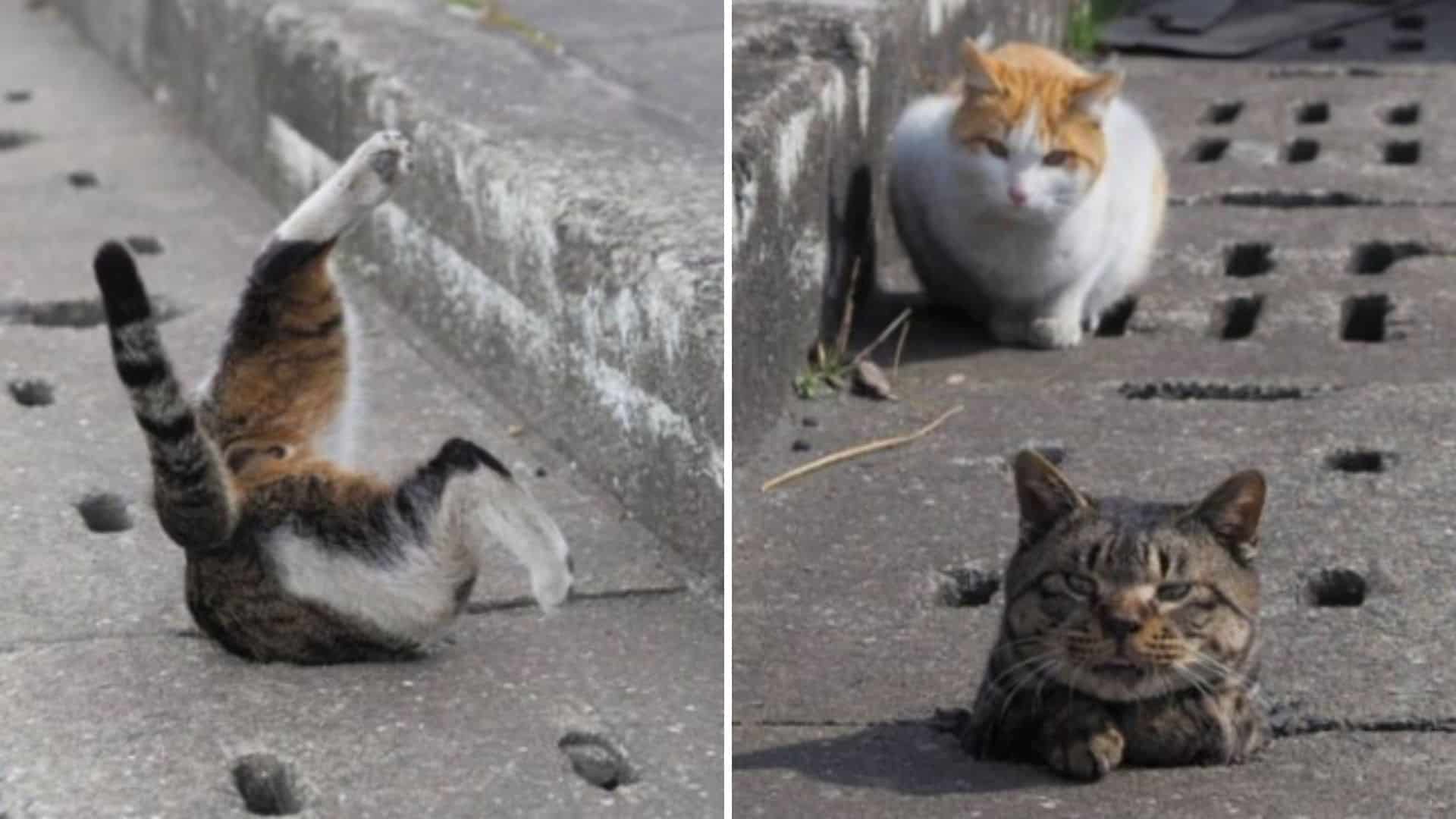 stray cats having the time of their lives