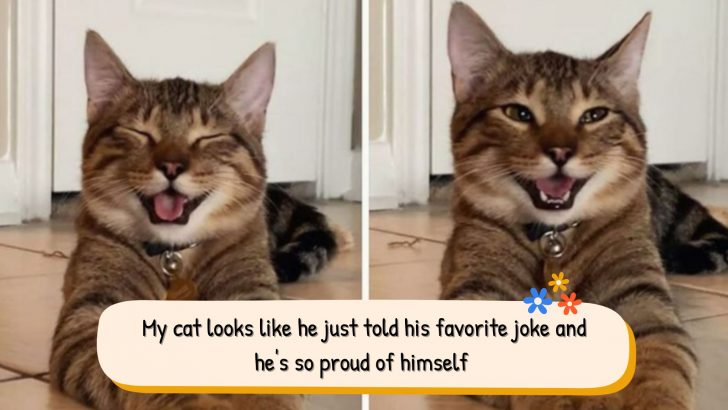 The Internet Falls In Love With Chestnut “Dad Joke” Cat Overnight