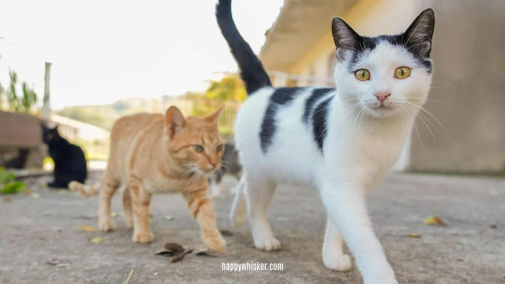 cats walk and wag their tails