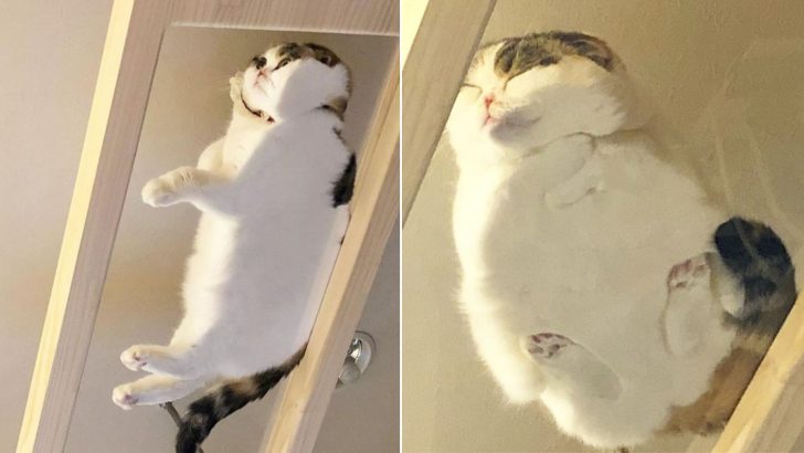 25 Photos Of Cats Making The Best Use Of Glass Tables