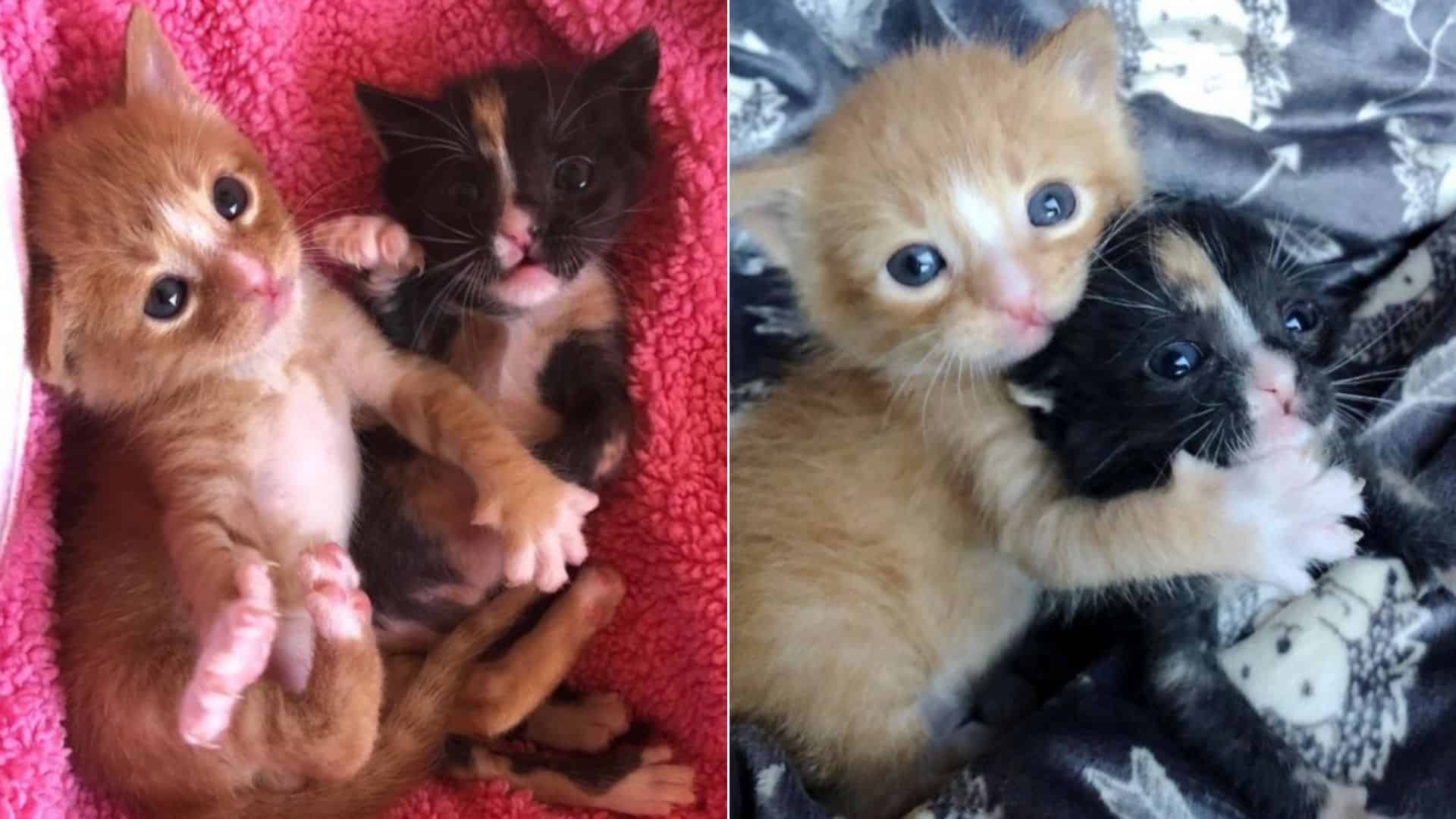 abandoned kittens