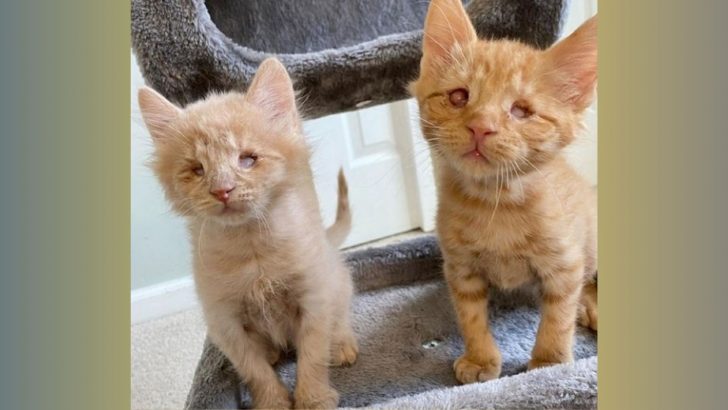 These Rescued Blind Kittens Show They Can’t Live Without Each Other