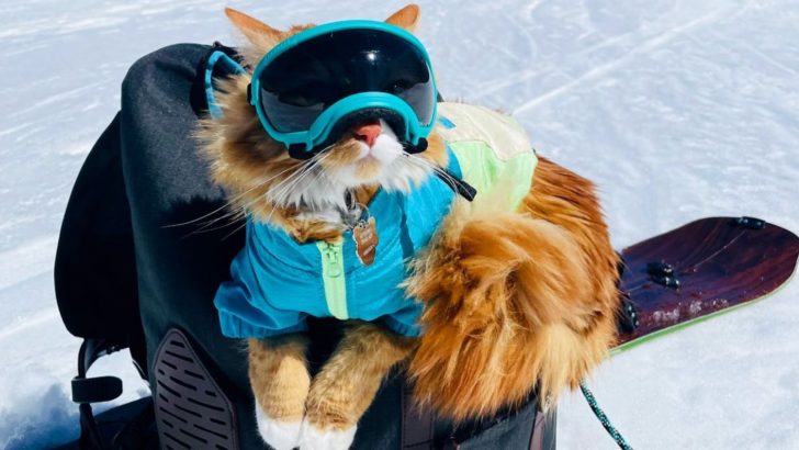 Adventurous Kitty Loves Skiing So Much That He Even Has A Ski Pass