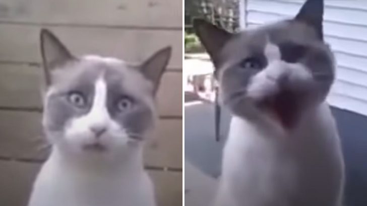 Cat Caught On Camera Asking Its Owner To Open The Door